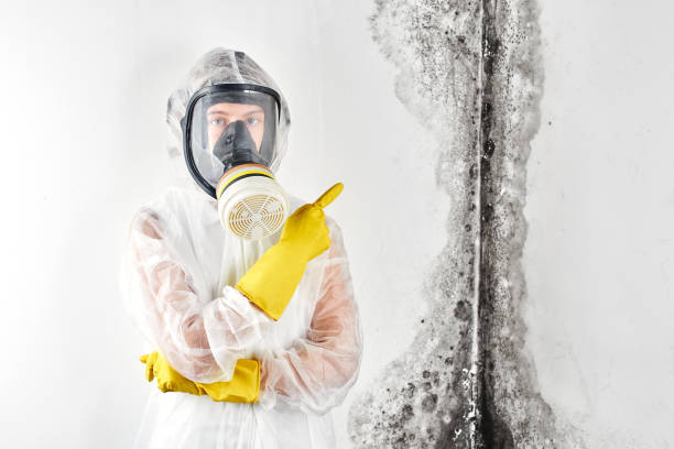 Mold Documentation for Insurance Claims in Sun Village, CA