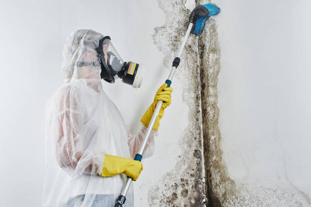 Why You Should Choose Our Mold Remediation Services in Sun Village, CA